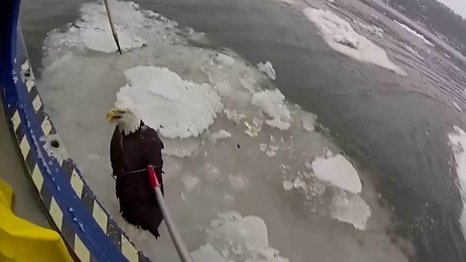 Body camera video shows NYPD Harbor Unit rescuing a bald eagle from Hudson River