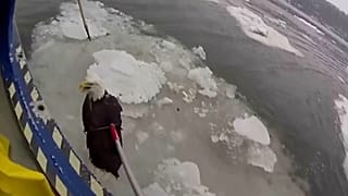 Body camera video shows NYPD Harbor Unit rescuing a bald eagle from Hudson River