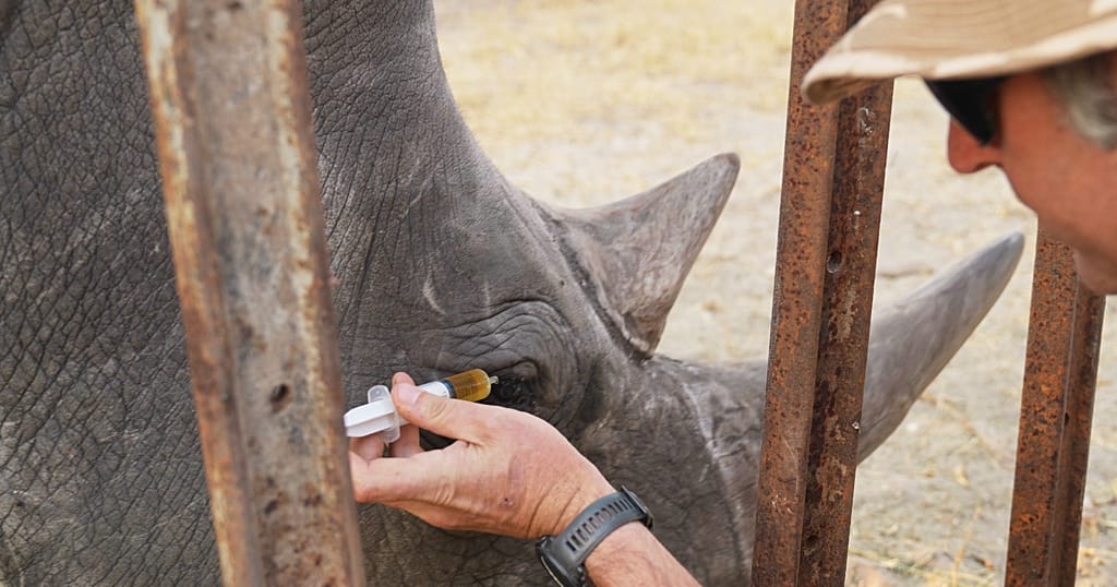 Conservationists help save the eyesight of a rhino in Zimbabwe