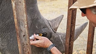 Conservationists help save the eyesight of a rhino in Zimbabwe