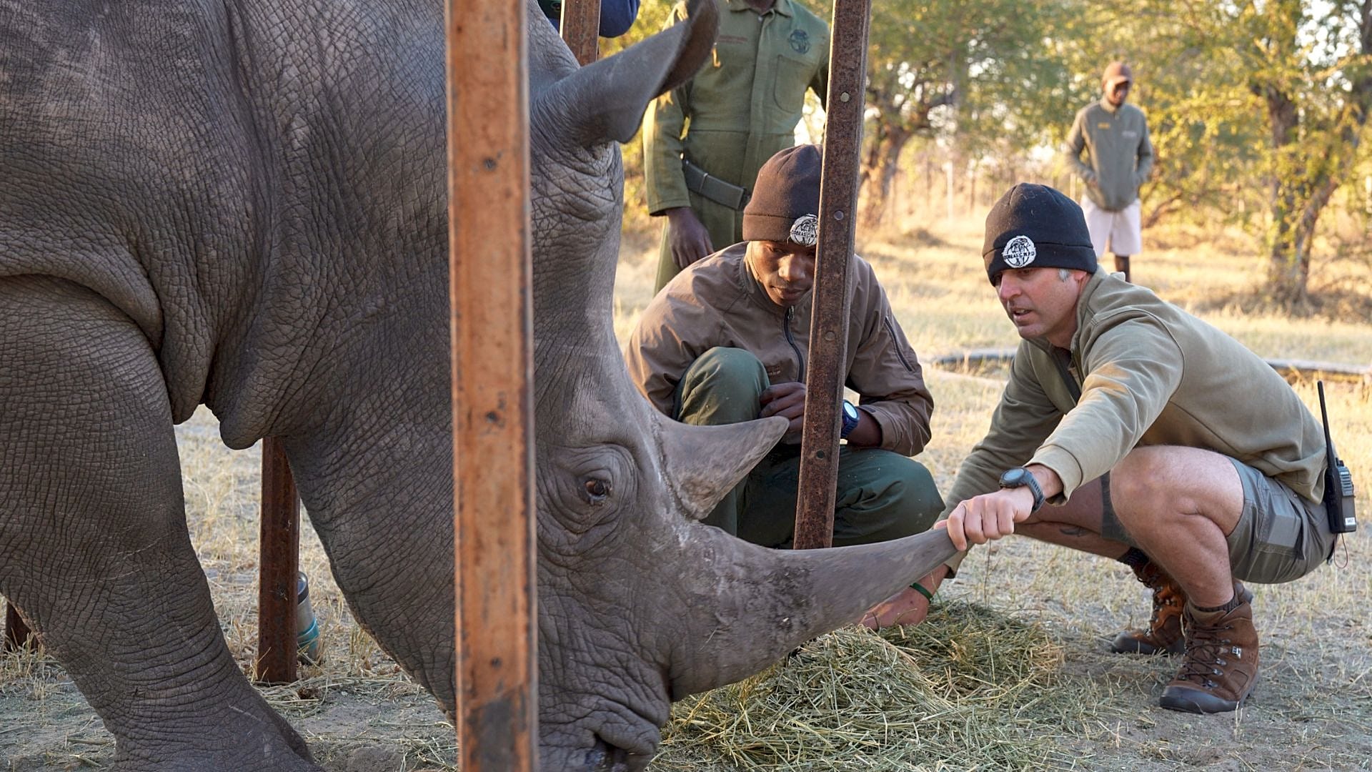 À Bulawayo (Zimbabwe), en août 2025, Daniel Terblanche initie le personnel d'Imvelo Safari Lodges au soin de Thuza, rhinocéros blanc menacé par une infection à l'œil.
