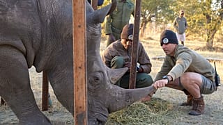 Daniel Terblanche shows Imvelo Safari Lodges staff how to handle Thuza, an endangered white rhino with a life-threatening eye infection, in Bulawayo, Zimbabwe, Aug 2025.