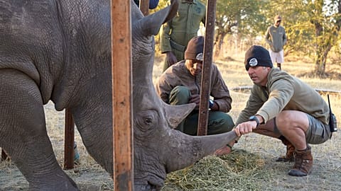 Daniel Terblanche shows Imvelo Safari Lodges staff how to handle Thuza, an endangered white rhino with a life-threatening eye infection, in Bulawayo, Zimbabwe, Aug 2025.
