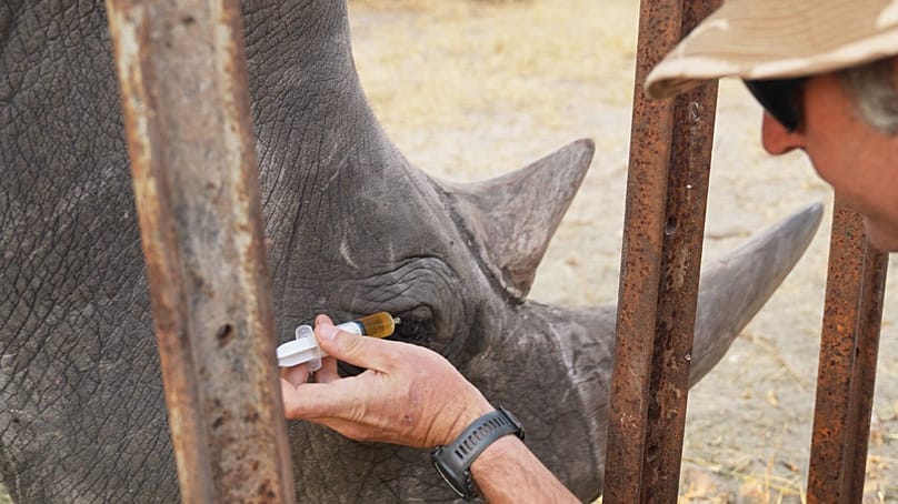 Daniel Terblanche applies medicine to an an endangered white rhino's infected eye at the Imvelo Safari Lodges in Bulawayo, Zimbabwe, Aug 2025. 