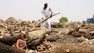 Soudan : des écosystème forestiers décimés par trois années de conflit