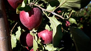 Un manzano en una foto de archivo del 4 de abril de 2022