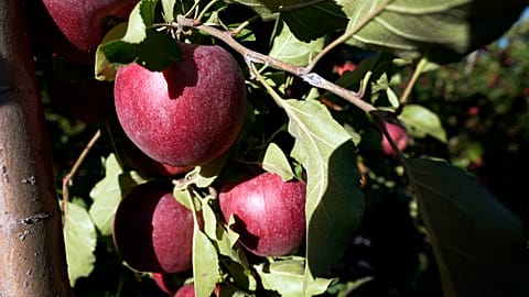 Äpfel - insbesondere in der Normandie ein weit verbreiteter, nachwachsender Rohstoff...