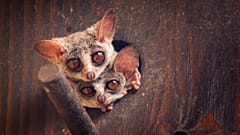 Galagos lugen aus ihrer Tür und machen sich fertig für die Nacht.