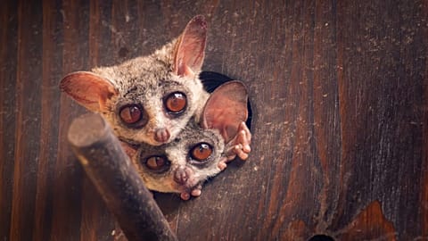 Bush babies peaking through their door preparing to go out for the night.
