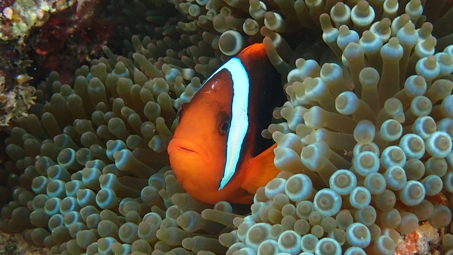 Peixes-palhaço-de-tomate (Amphiprion frenatus) exibem duas barras brancas quando juvenis, mas perdem uma ao atingirem a idade adulta.