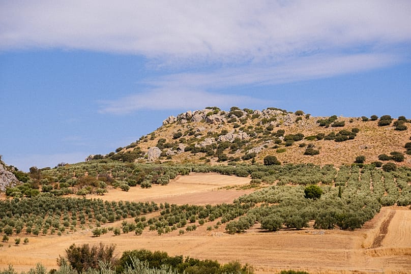 Segui le strade dell’olio d’oliva in Spagna. Nel 2025 è stata mappata in tutto il Paese una vasta rete di percorsi dedicati all’olio d’oliva.