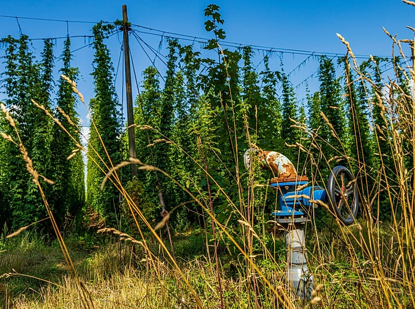 In Germania, gli amanti della birra possono percorrere a piedi o in bicicletta un itinerario di 170 chilometri nel cuore della più grande area di coltivazione del luppolo al mondo. 