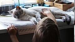 Bei Hauskatzen entstehen manche Krebsarten durch genetische Veränderungen, die denen beim Menschen ähneln. Das könnte Therapien für beide verbessern.