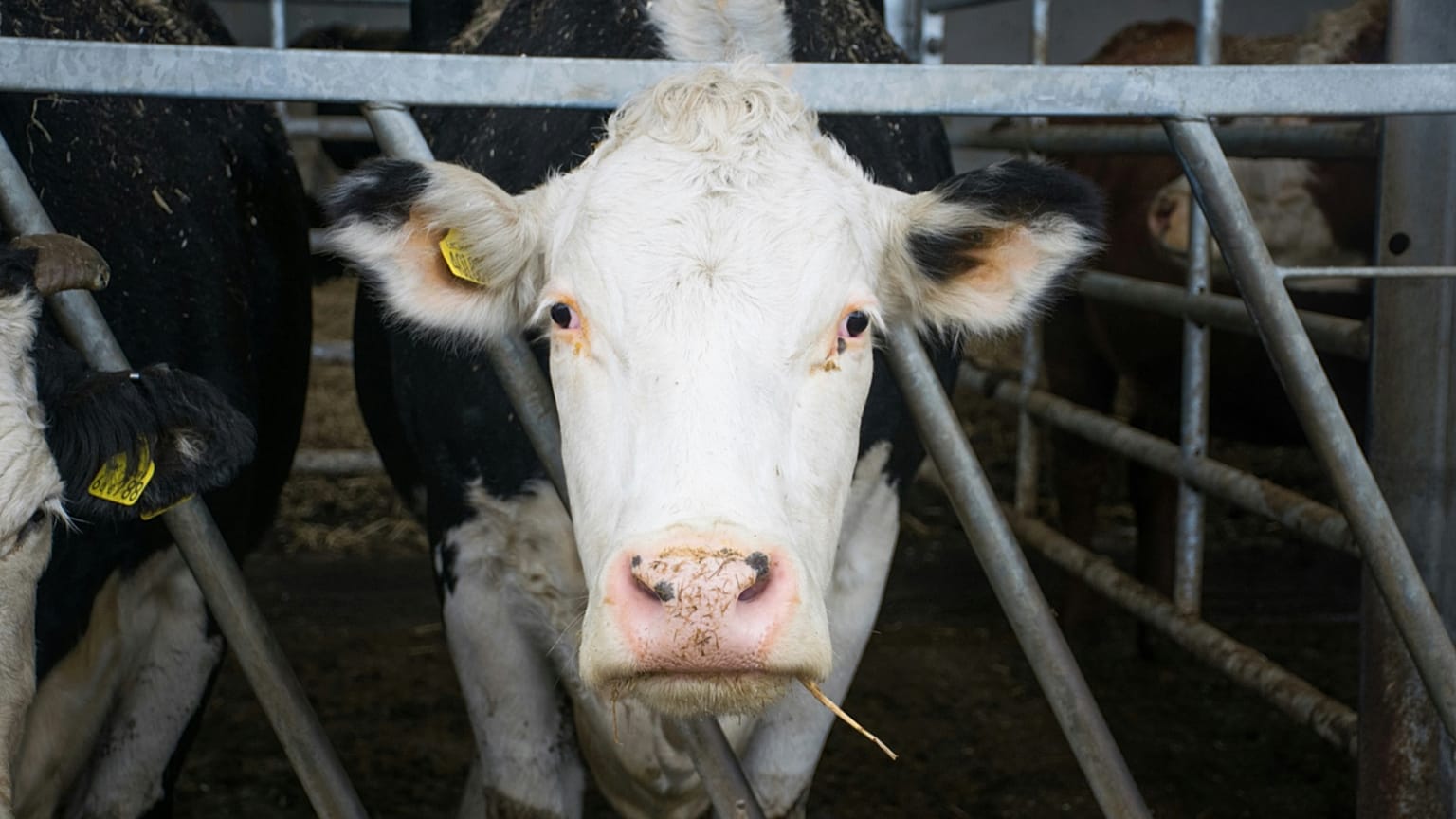 A close-up shot of a cow looking straight into the camera.