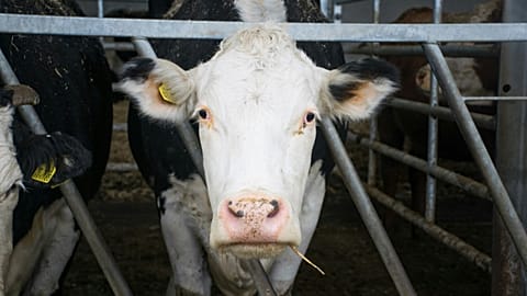 A close-up shot of a cow looking straight into the camera.