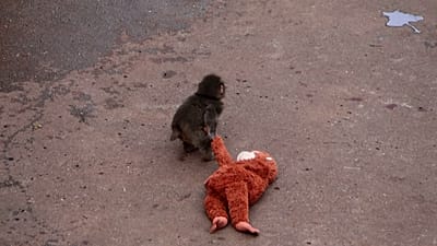 Baby monkey abandoned by mother drags stuffed toy