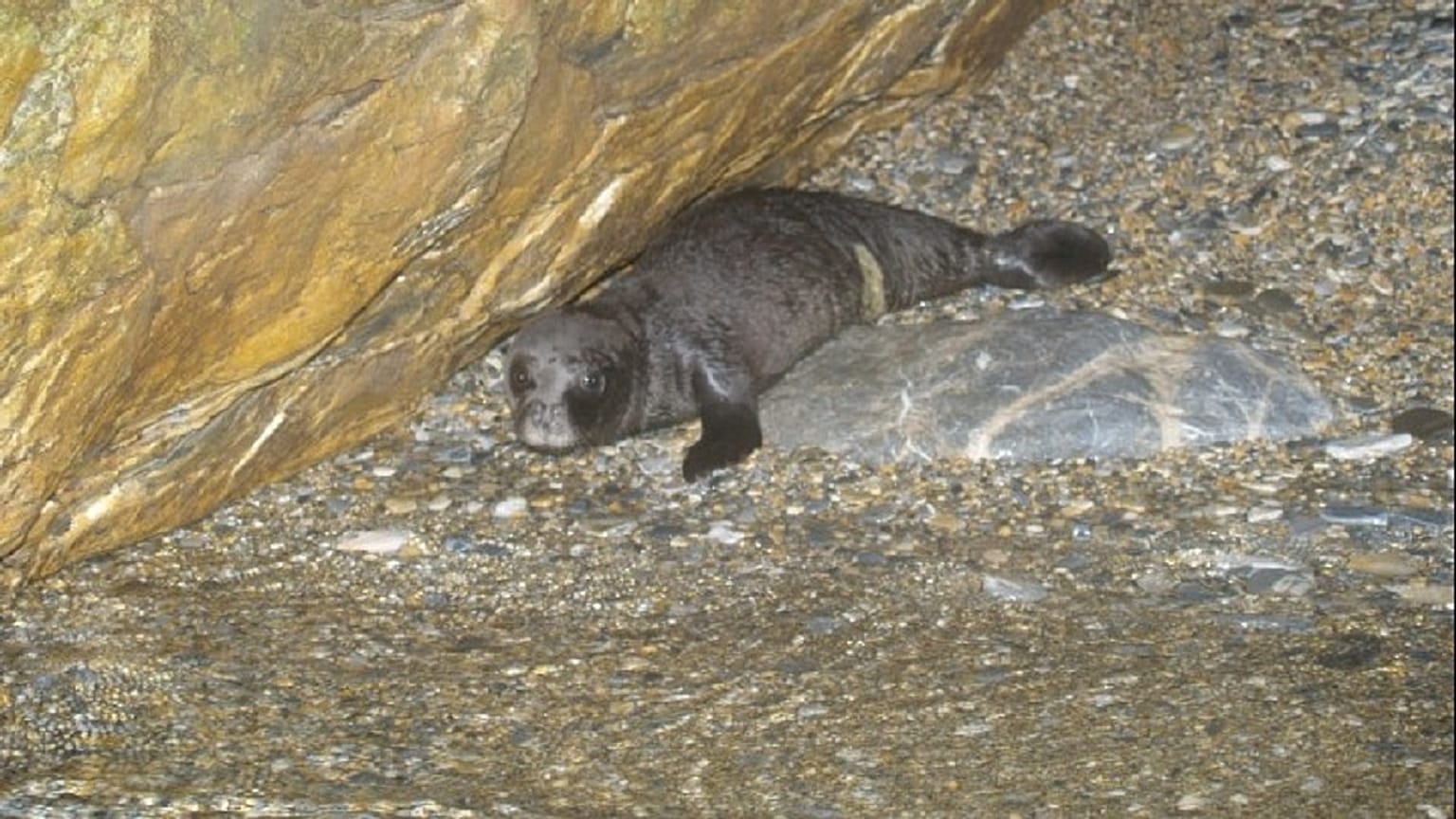 Μικρή φώκια σε σπηλιά στη Σκόπελο