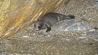 Μικρή φώκια σε σπηλιά στη Σκόπελο