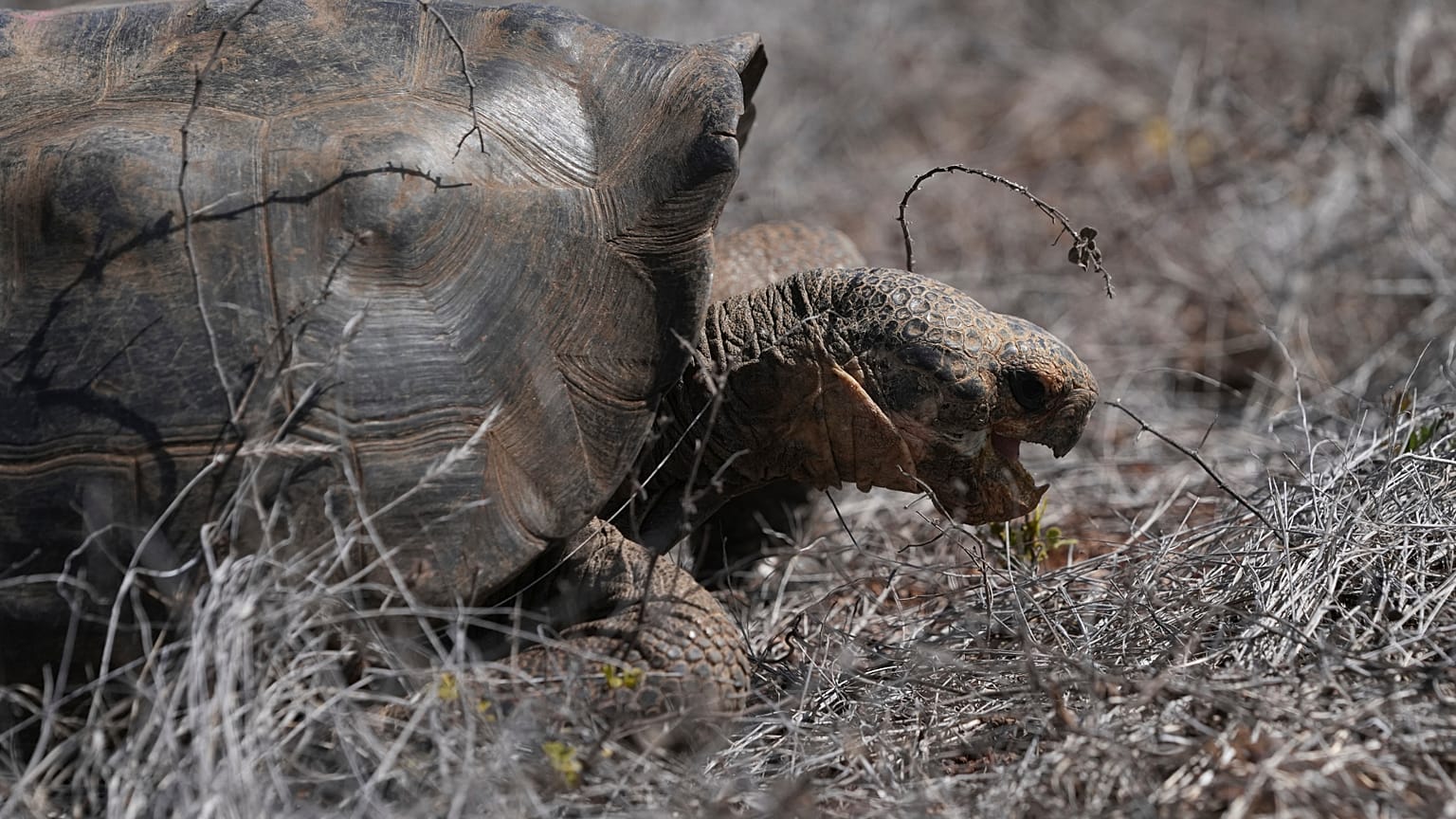 A juvenile giant tortoise 