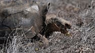 A juvenile giant tortoise 