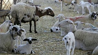 Φωτογραφία Αρχείου