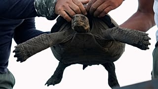 Galapagos National Park rangers unload juvenile giant tortoises on Floreana in the Galapagos Islands, Ecuador, Feb. 19, 2026. 