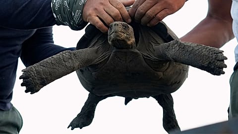 Galapagos National Park rangers unload juvenile giant tortoises on Floreana in the Galapagos Islands, Ecuador, Feb. 19, 2026. 