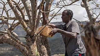 Le Somaliland espère surmonter sa grave crise de l’eau grâce à Israël