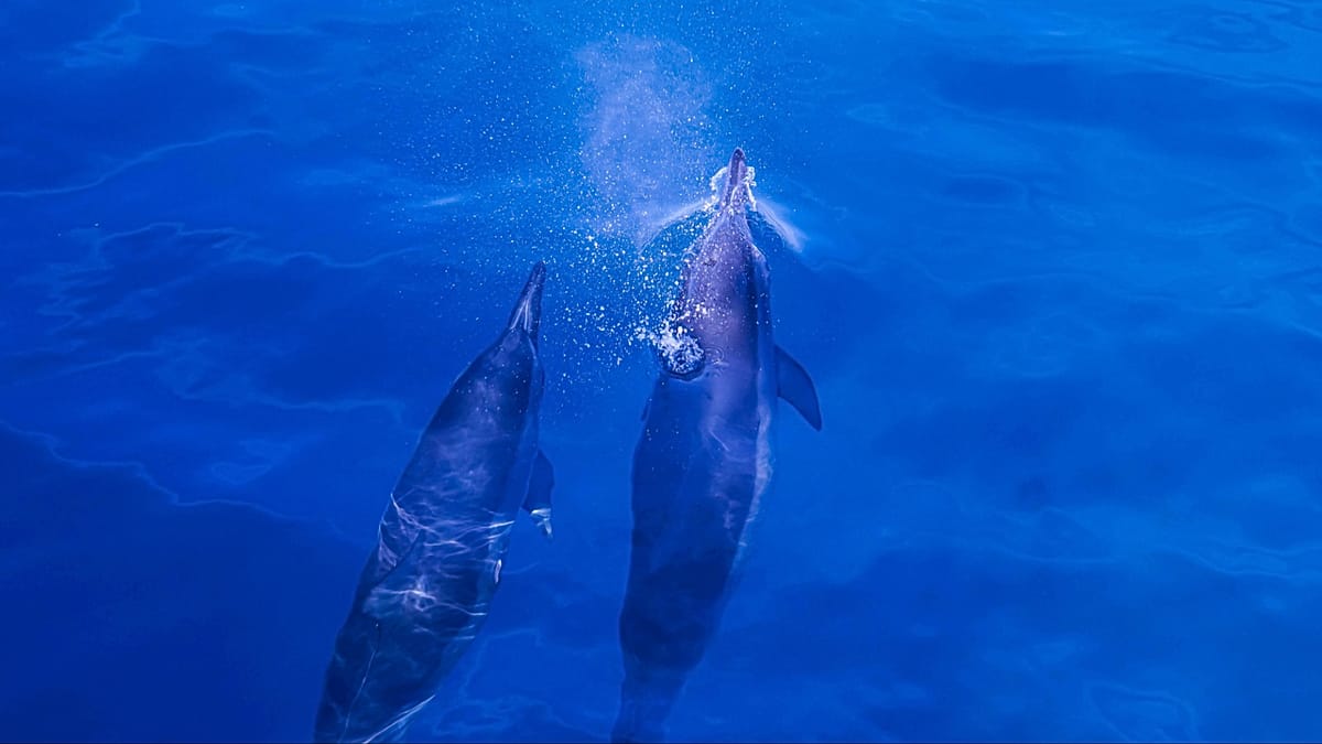 How chemicals from our laptops and TVs have ended up in the…