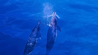 Two dolphins swimming in the water.
