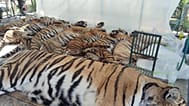 Tiger Kingdom'un yayınladığı bu fotoğrafta hayatını kaybeden kaplanların cansız bedenleri görülüyor, 12 Şubat 2026