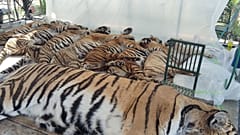 Tiger Kingdom'un yayınladığı bu fotoğrafta hayatını kaybeden kaplanların cansız bedenleri görülüyor, 12 Şubat 2026