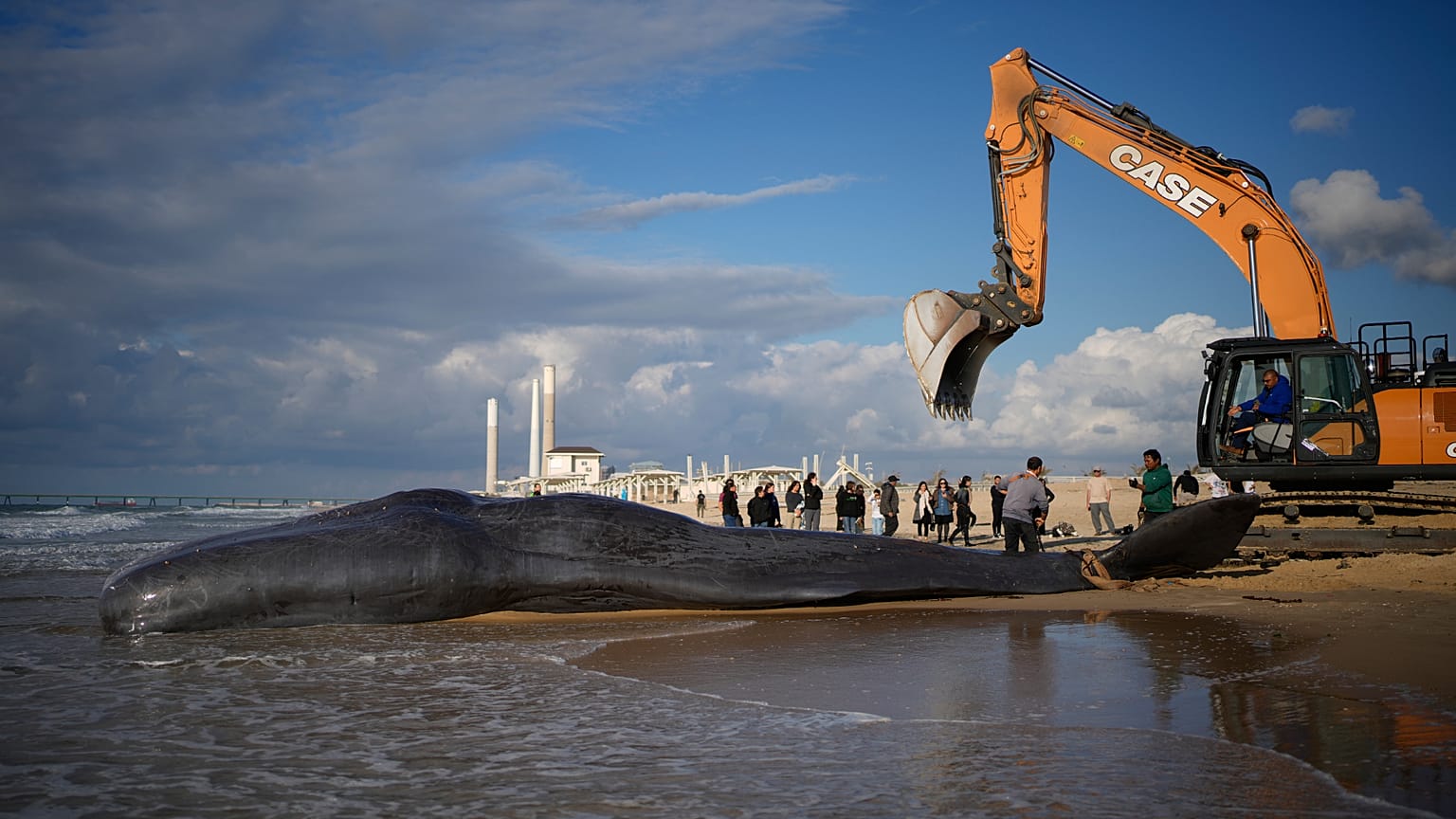 Эвакуация погибшего кашалота.