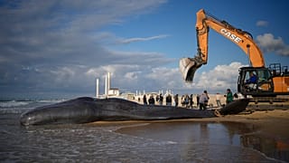 Эвакуация погибшего кашалота.