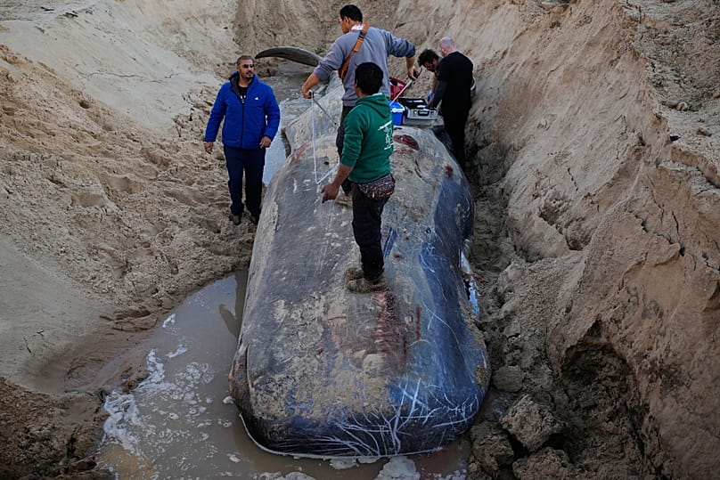Ученые начали с забора внешних образцов.