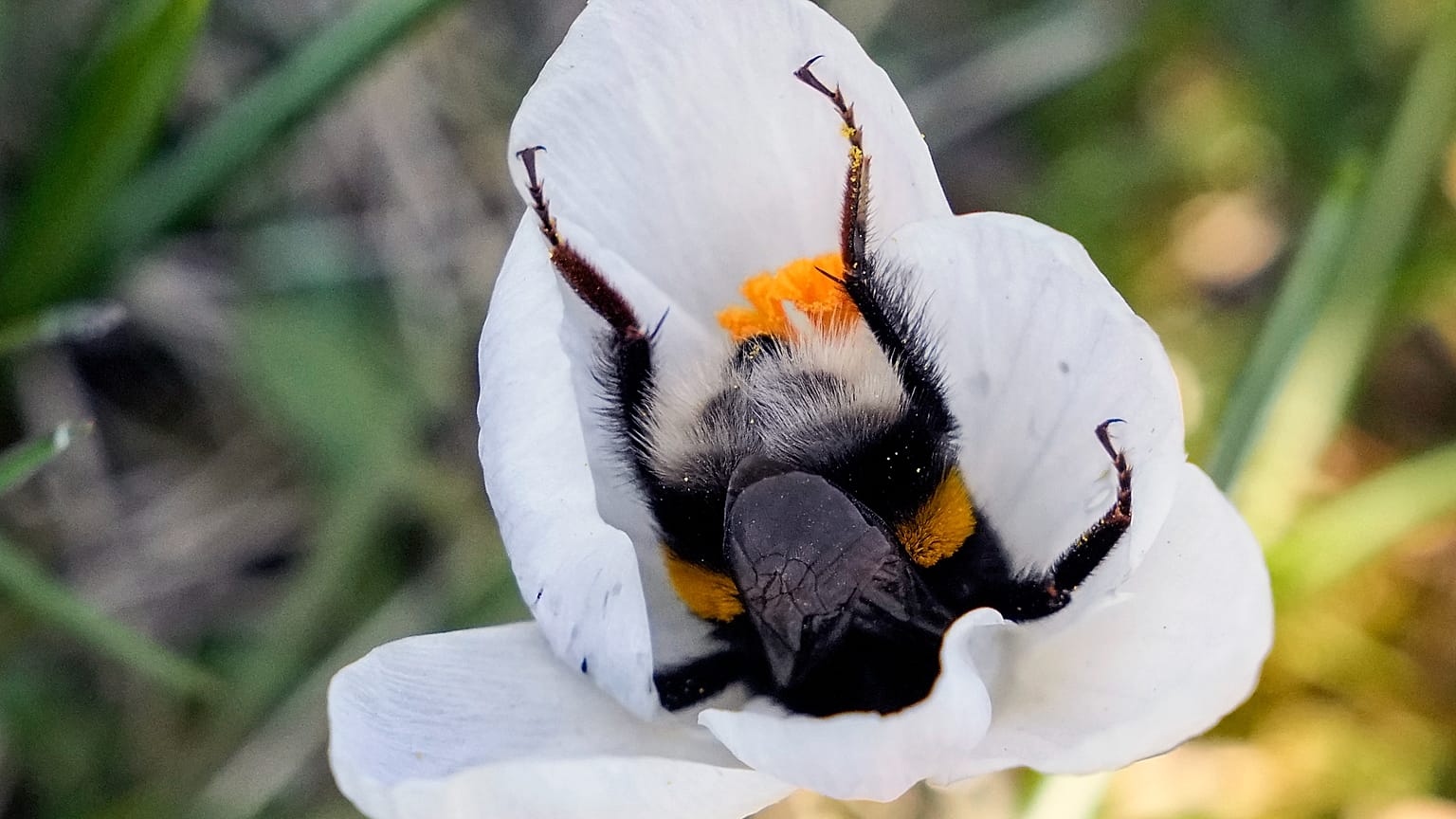 Eine Biene kriecht in eine Blume in einem Park an einem sonnigen und warmen Frühlingssamstag, dem 8. März 2025, in Köln.