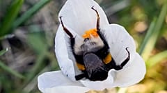 Eine Biene kriecht in eine Blume in einem Park an einem sonnigen und warmen Frühlingssamstag, dem 8. März 2025, in Köln.
