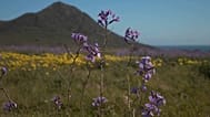 The usually arid landscape of Almería province is in bloom after being hit by successive storms.
