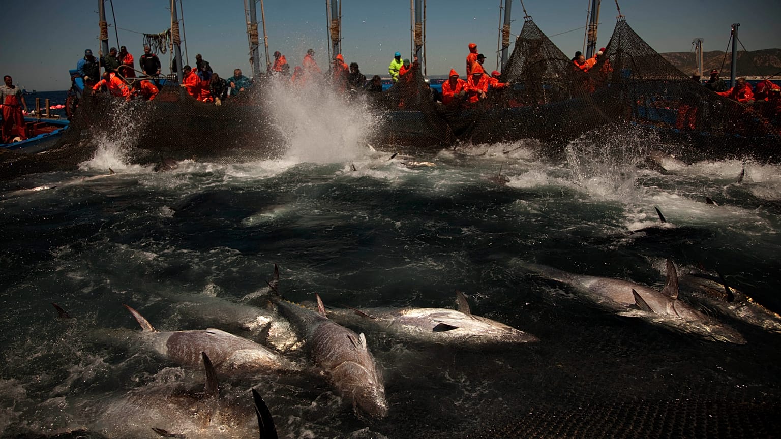 Atunes de almadraba rodeados por redes de pesca en la costa de Barbate, provincia de Cádiz, sur de España, el 27 de abril de 2011.