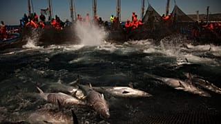 Atunes de almadraba rodeados por redes de pesca en la costa de Barbate, provincia de Cádiz, sur de España, el 27 de abril de 2011.