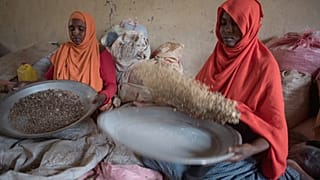 Somaliland : Israël incarne l'espoir pour les fermiers touchés par la sécheresse 