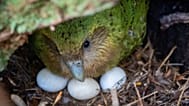 Kohengi sits with her three eggs, on Anchor Island, Pukenui, New Zealand, Feb. 3, 2026. 