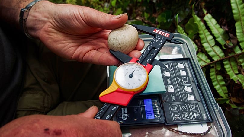 یکی از کارکنان وزارت حفاظت از محیط زیست اندازه یک تخم کاکاپو را در جزیره ونوآ هو در نیوزیلند، فوریه ۲۰۲۶ بررسی می‌کند.