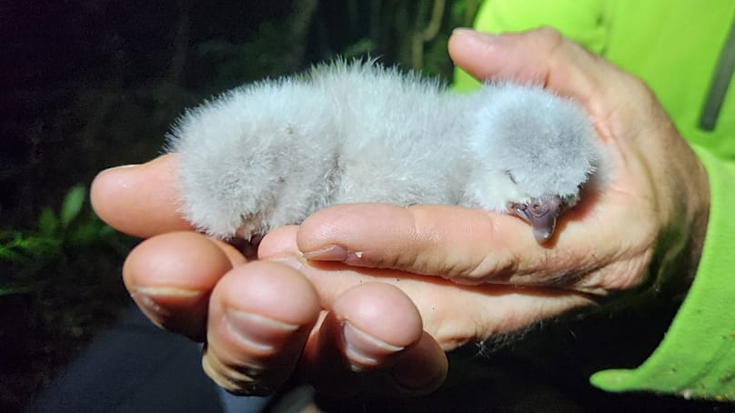 یکی از کارکنان وزارت حفاظت از محیط زیست جوجه‌های کاکاپو به نام‌های تیوهیری A1 و تیوهیری A2 را در جزیره اَنکر پوکنوئی، نیوزیلند، فوریه ۲۰۲۶ در دست گرفته است.