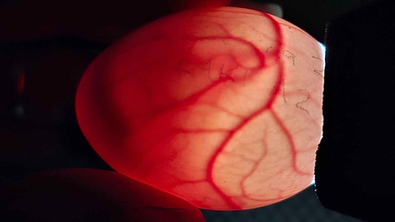 یکی از کارکنان وزارت حفاظت از محیط زیست برای بررسی داخل تخم (شمع‌بینی) یک تخم کاکاپو را در جزیره ونوآ هو در نیوزیلند، فوریه ۲۰۲۶ در دست گرفته است.