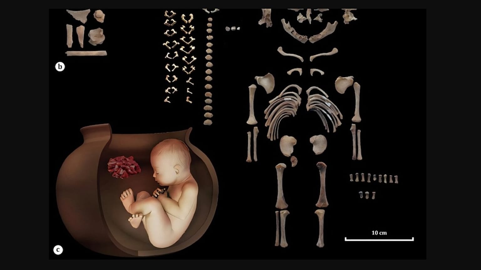 Keşfedilen bebek iskeletleri ve temsili görüntüleri.