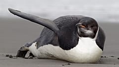 New satellite research suggests sea ice loss is putting emperor penguins at risk.