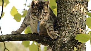 Katzen sind das beliebteste Haustier in Deutschland.