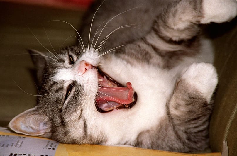 Katzen sind im Süden Deutschlands noch beliebter als im Norden.