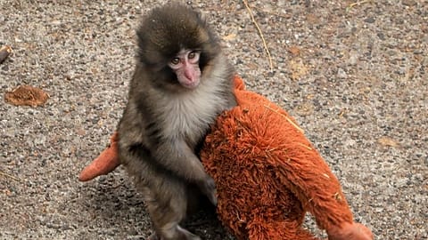 Maymun Punch ve oyuncağı